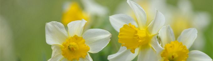 水仙花怎么种植方法？