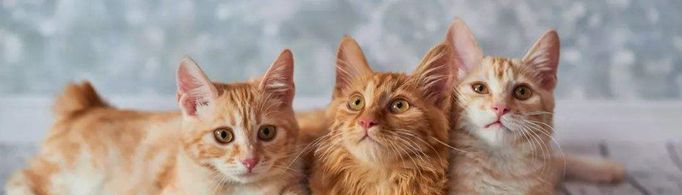 养猫需要准备什么东西？