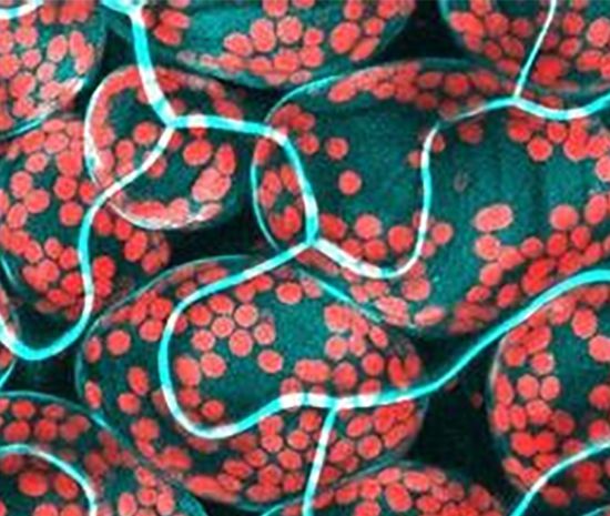 生物体从简单到复杂的组成方式顺序是什么？