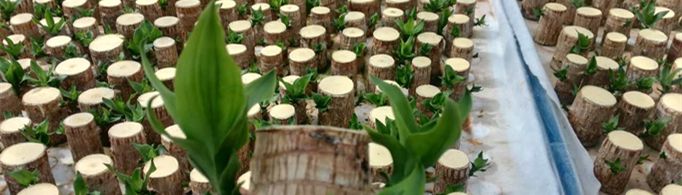 巴西木的养殖方法和注意事项是什么？