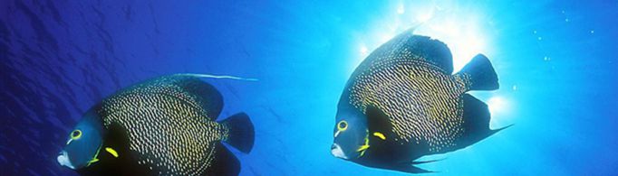 有哪些描写鱼的形态的句子？