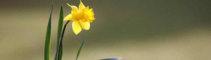 10首描写春天的古诗有哪些？