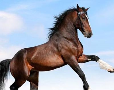 一箫风月是指什么生肖？