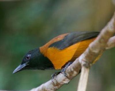 饮鸩止渴的鸩是毒鸟还是毒果？