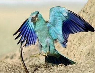 饮鸩止渴的鸩是什么意思？