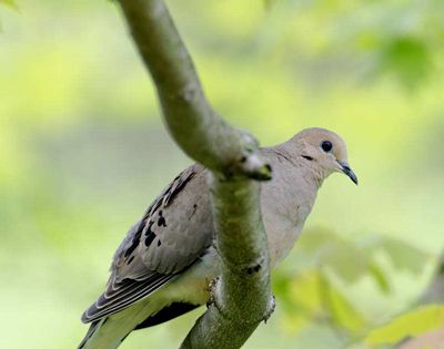 饮鸩止渴的鸩指的是什么？