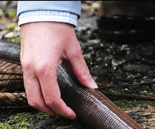 世界上最大的蚯蚓最早是在哪发现的？