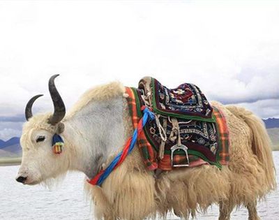 牦牛读mao还是hao？