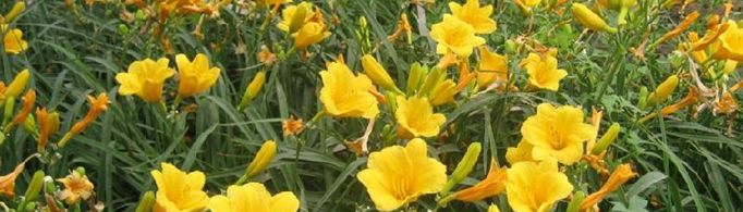 萱字取名的含义是什么？