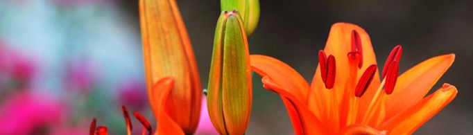 关于花的诗句有哪些？