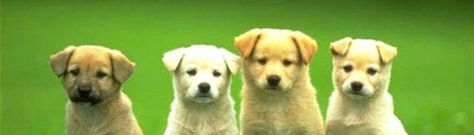 皮一点又蛮可爱的网名有哪些？