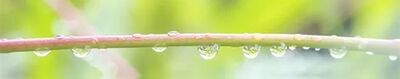 雨水节气有什么特点？