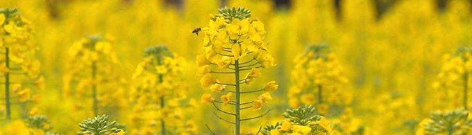 油菜花开的唯美句子有哪些？