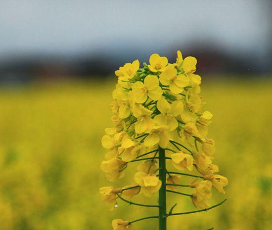 江西婺源几月份去看油菜花最好？