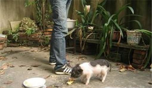 荷兰猪臭怎么办 如何让荷兰猪味道小一些