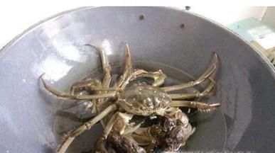 怎么分辨市场上的真假阳澄湖大闸蟹？