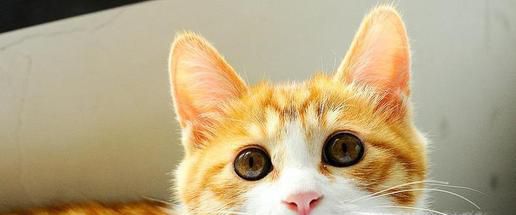 如何读懂猫的叫声语言
