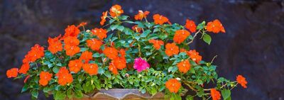 给领导送花之盆栽花卉篇