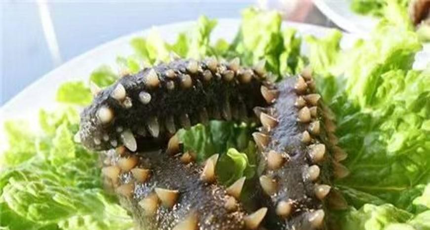 海参是怎么选购的