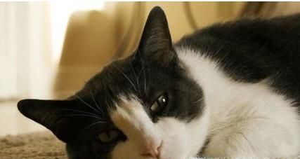怎样防止猫咪得抑郁症