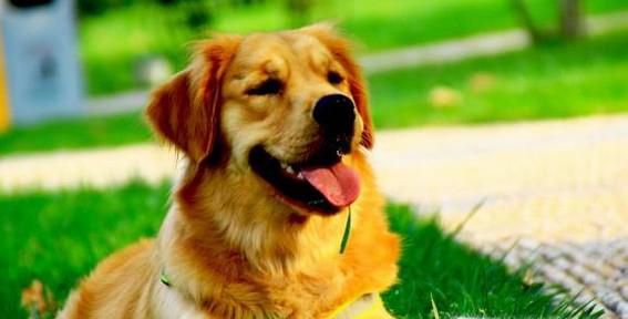 十个最好的金毛犬训练方法