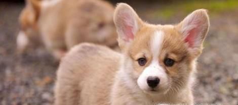 金毛犬什么时候发情