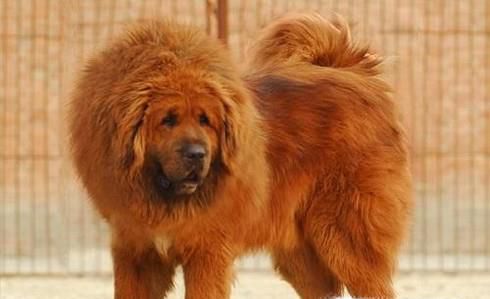 遇到咬人的烈性犬应该怎样自保？