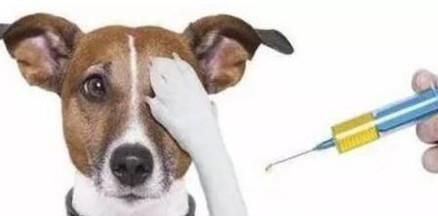 狗狗细小病毒怎么治