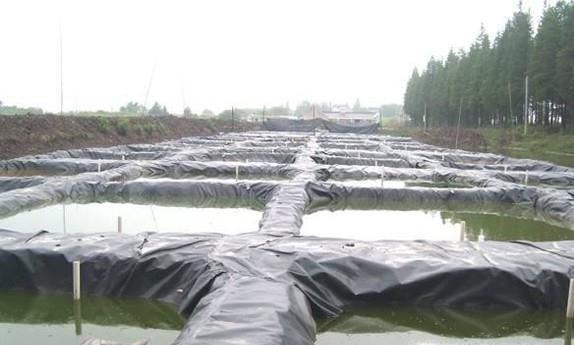 泥鳅养殖技术之无土养殖