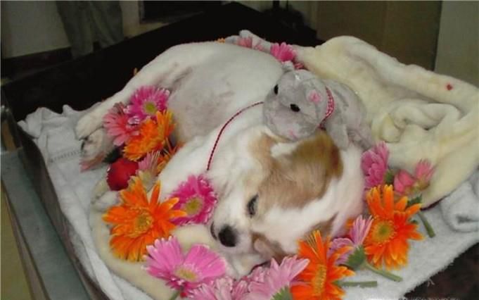 宠物死亡后主人该怎么办？
