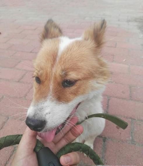 怎样分辨品种狗和土狗