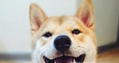 买到假狗怎么办