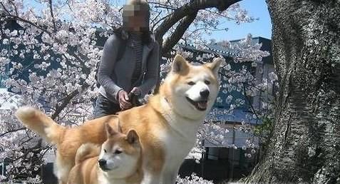 秋田犬和柴犬的区别