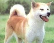 秋田犬为何被禁养