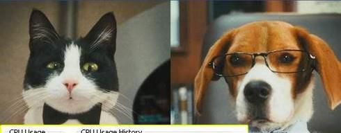 猫和狗为什么水火不相容