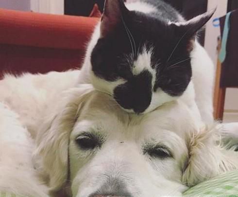 怎样让猫狗和平相处