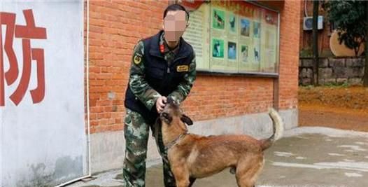 搜救犬是怎样训练的
