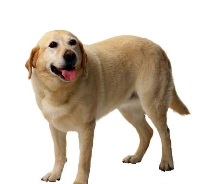 狗肉为什么上不了酒席