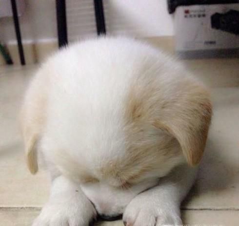 狗狗做完绝育手术要怎样护理