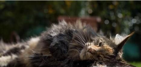 为什么说缅因猫是你买的起而养不起猫