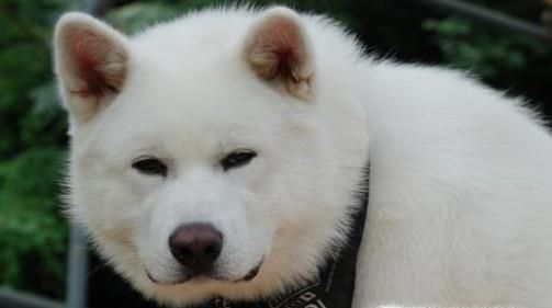 哪些方法可以辨别秋田犬纯不纯？