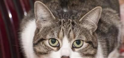 怎样才能了解猫咪的性格？