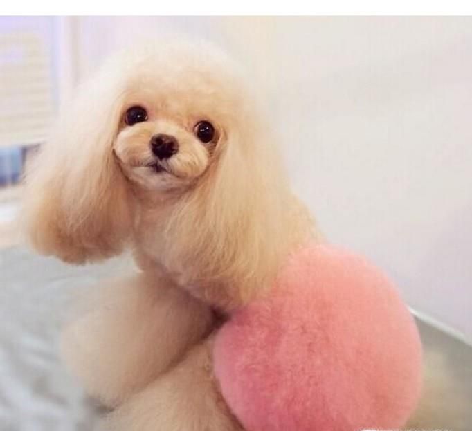 给狗狗染发好吗？怎样给狗狗染发？
