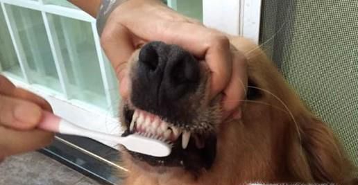 狗狗需要刷牙吗？为什么？