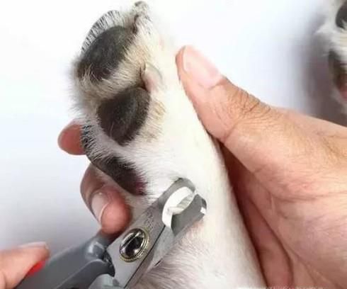 怎样正确给狗狗剪指甲？