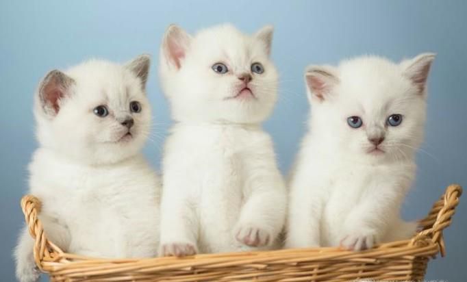为什么说男人不能养猫
