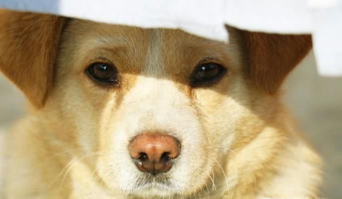 养中华田园犬为什么会遭人鄙视