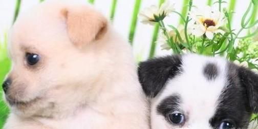 狗狗被车撞死应该怎么办？