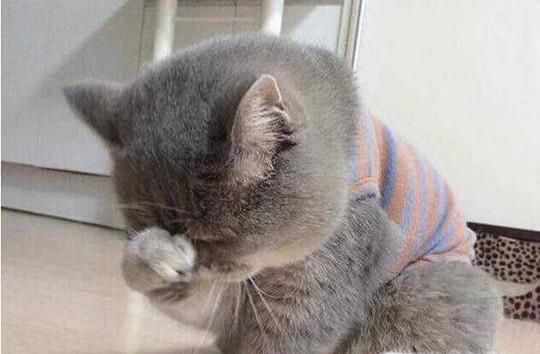 猫咪做错事后要如何教育？