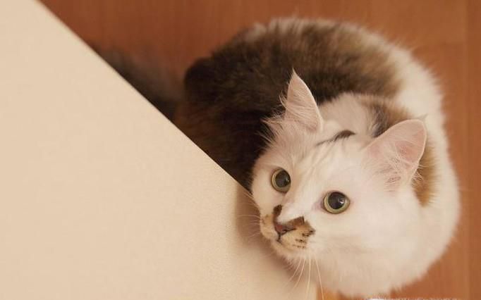 被猫抓/咬伤了，要打狂犬疫苗吗？